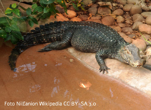 Brauen-Glattstirnkaiman (Paleosuchus palpebrosus)