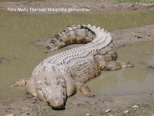 Leistenkrokodil (Crocodylus porosus)