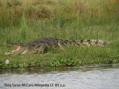 Nilkrokodil (Crocodylus niloticus)